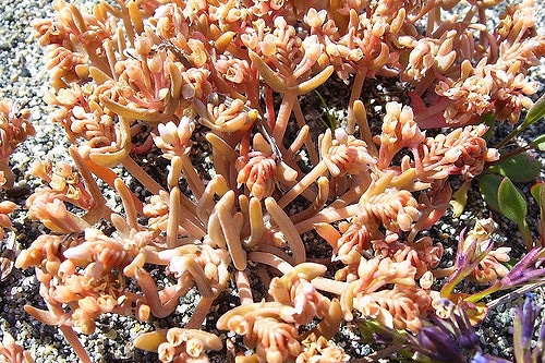 Claytonia exigua (Claytonia exigua)