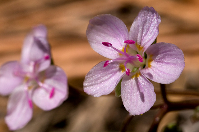 Claytonia lanceolata (Claytonia lanceolata)