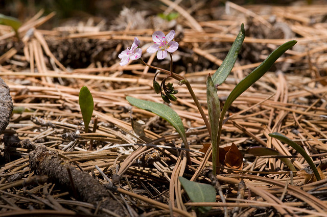 Claytonia lanceolata