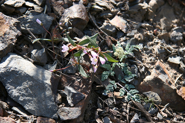Claytonia lanceolata