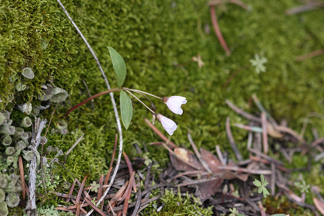 Claytonia lanceolata