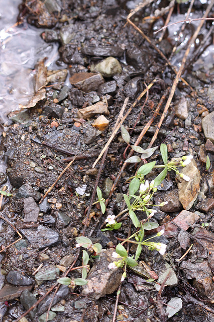 Claytonia lanceolata