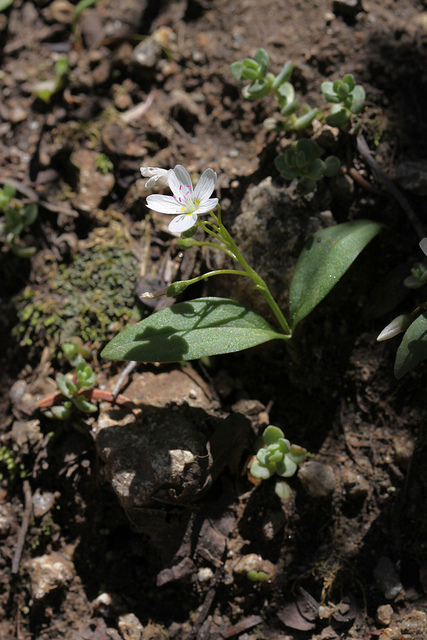 Claytonia lanceolata