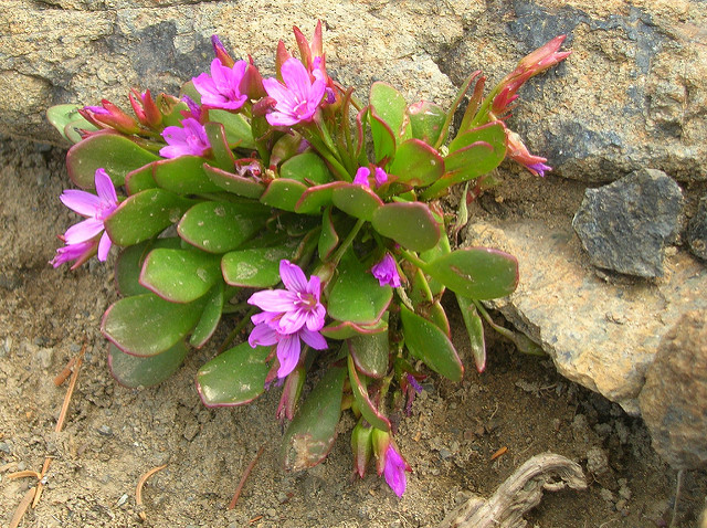 Claytonia megarhiza
