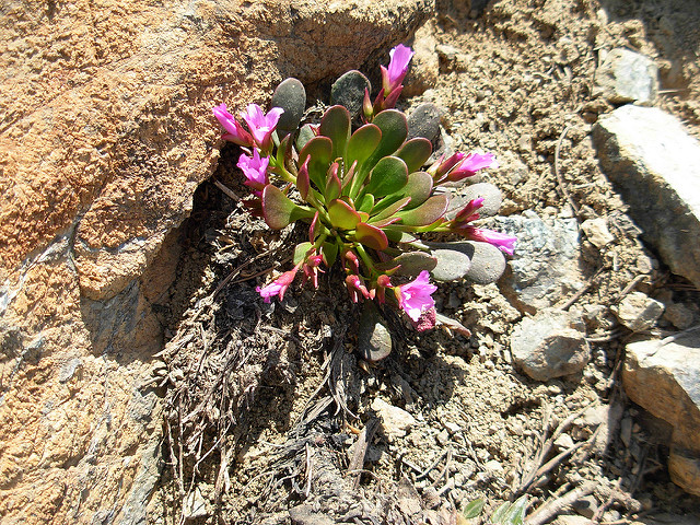 Claytonia megarhiza