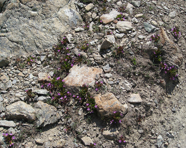 Claytonia megarhiza