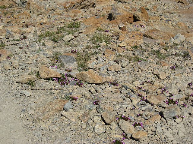 Claytonia megarhiza