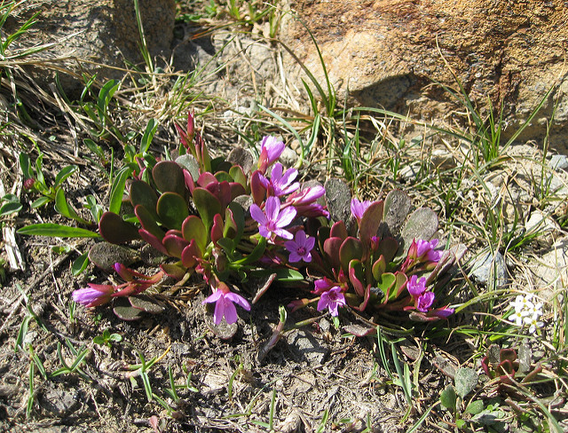 Claytonia megarhiza