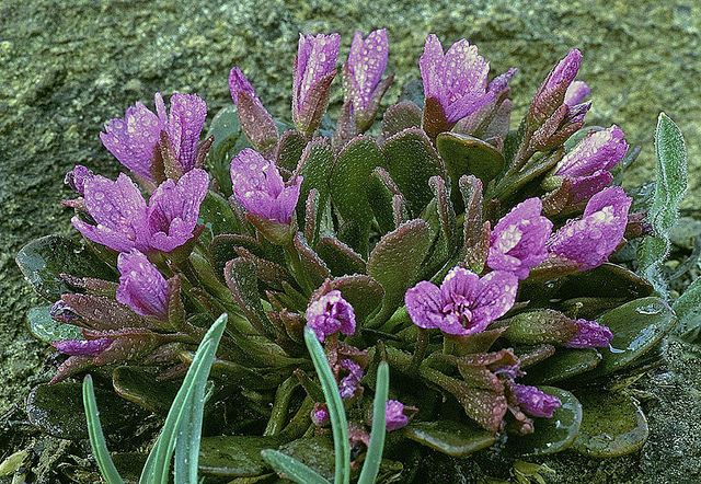 Claytonia megarhiza (Claytonia megarhiza)