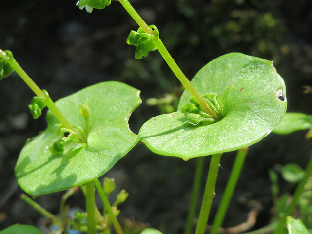 Claytone de cuba (Claytonia perfoliata)