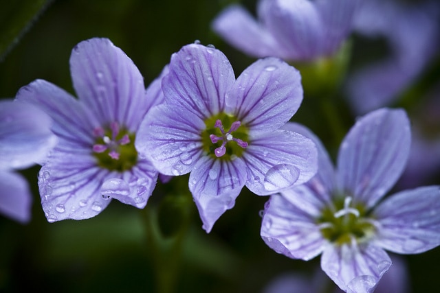 Claytonia sarmentosa (Claytonia sarmentosa)