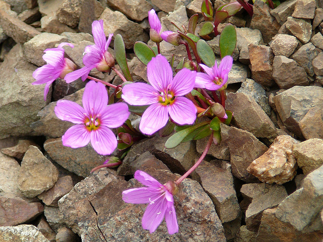Claytonia scammaniana