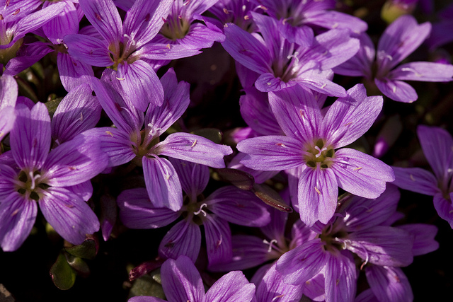 Claytonia scammaniana (Claytonia scammaniana)