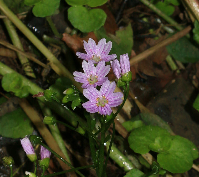 Claytonie de sibérie (Claytonia sibirica)