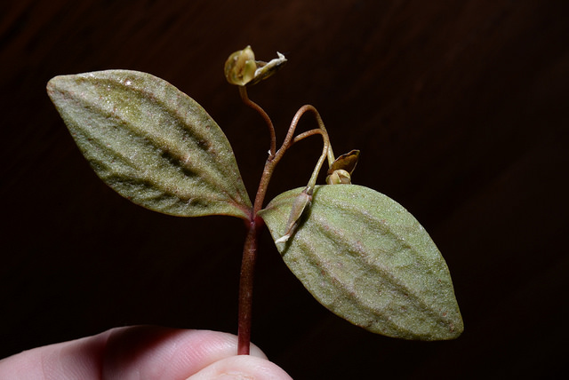 Claytonia umbellata