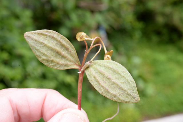 Claytonia umbellata