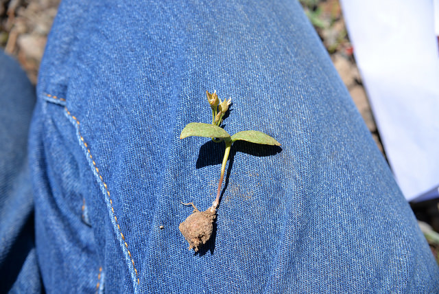 Claytonia umbellata