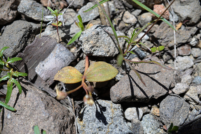 Claytonia umbellata