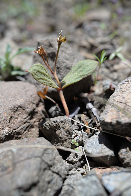 Claytonia umbellata