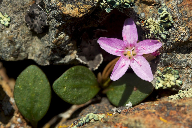 Claytonia umbellata (Claytonia umbellata)