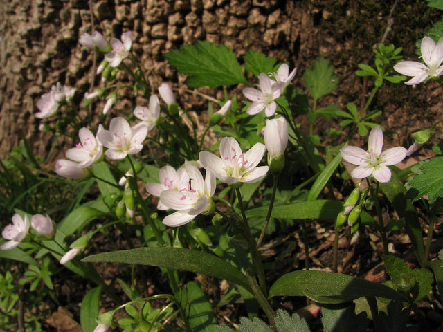 Claytonia virginica (Claytonia virginica)
