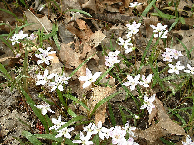 Claytonia virginica