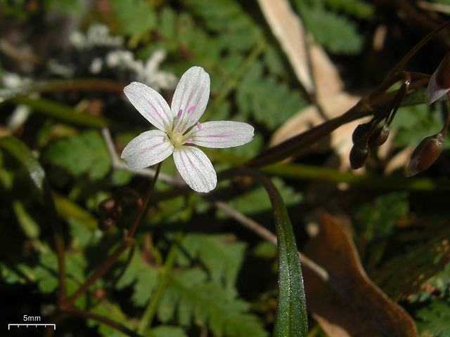 Claytonia virginica