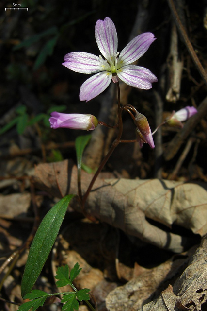 Claytonia virginica