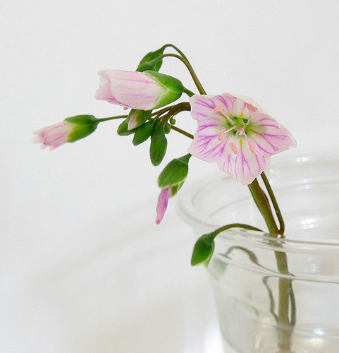 Claytonia virginica