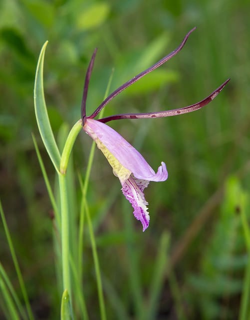 Cleistesiopsis divaricata