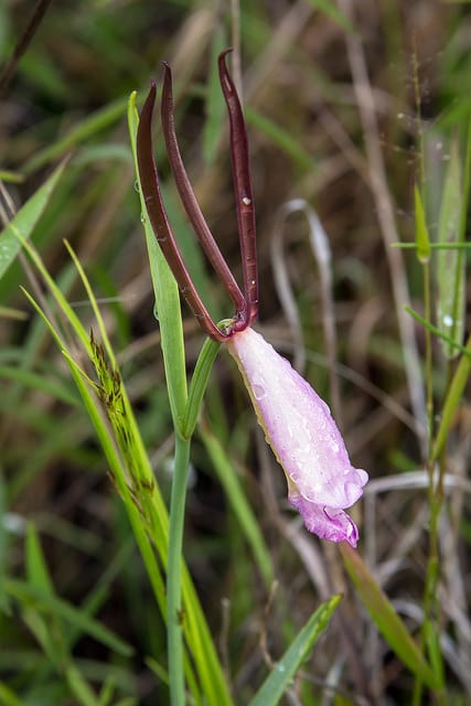Cleistesiopsis divaricata