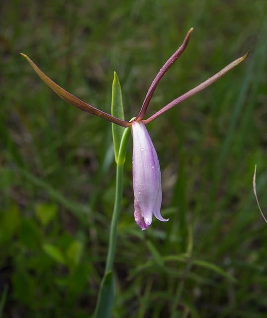 Cleistesiopsis divaricata