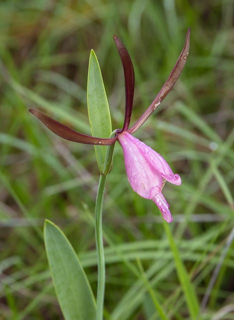 Cleistesiopsis divaricata