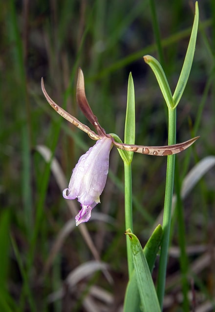Cleistesiopsis divaricata