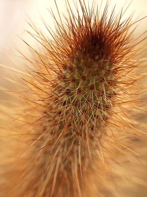 Cleistocactus candelilla (Cleistocactus candelilla)