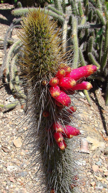 Cleistocactus candelilla