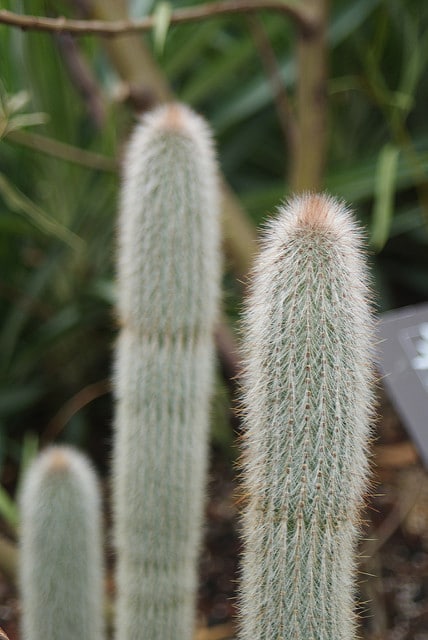 Cleistocactus hyalacanthus