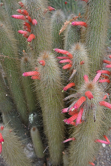 Cleistocactus hyalacanthus