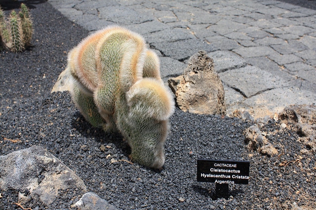 Cleistocactus hyalacanthus