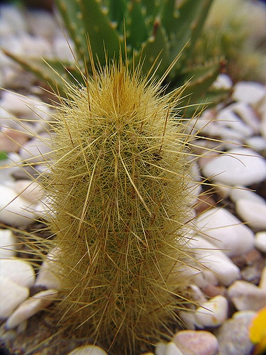 Cleistocactus hyalacanthus