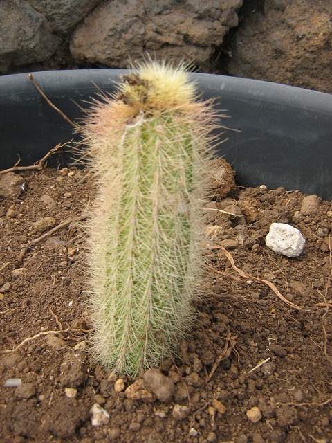 Cleistocactus hyalacanthus