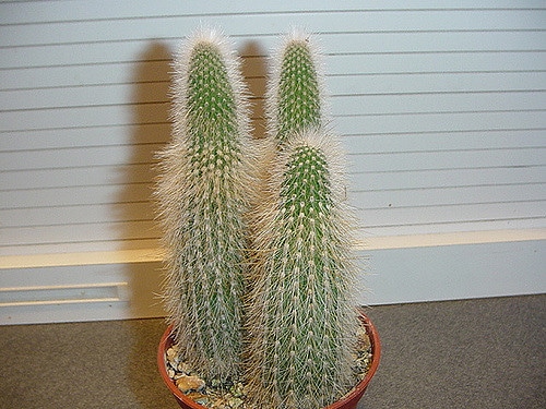 Cleistocactus hyalacanthus (Cleistocactus hyalacanthus)