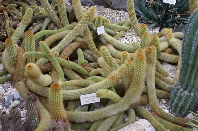 Cleistocactus icosagonus (Cleistocactus icosagonus)
