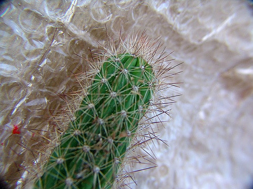 Akersia roseiflora (Cleistocactus samaipatanus)