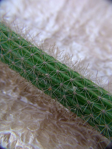 Akersia roseiflora
