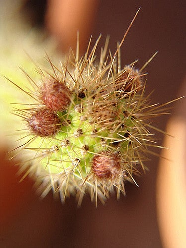 Akersia roseiflora