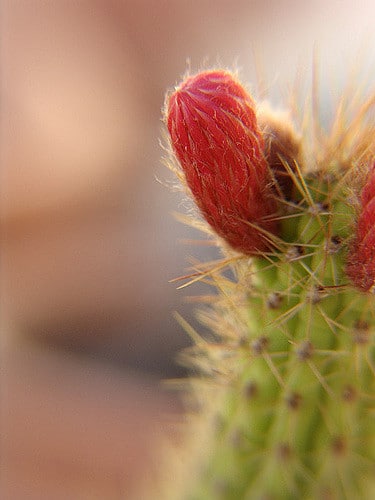 Akersia roseiflora