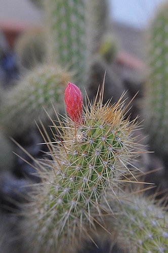 Akersia roseiflora