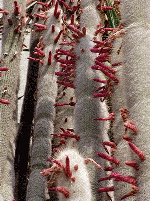 Cactus cierge (Cleistocactus Strausii)