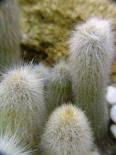 Cactus cierge